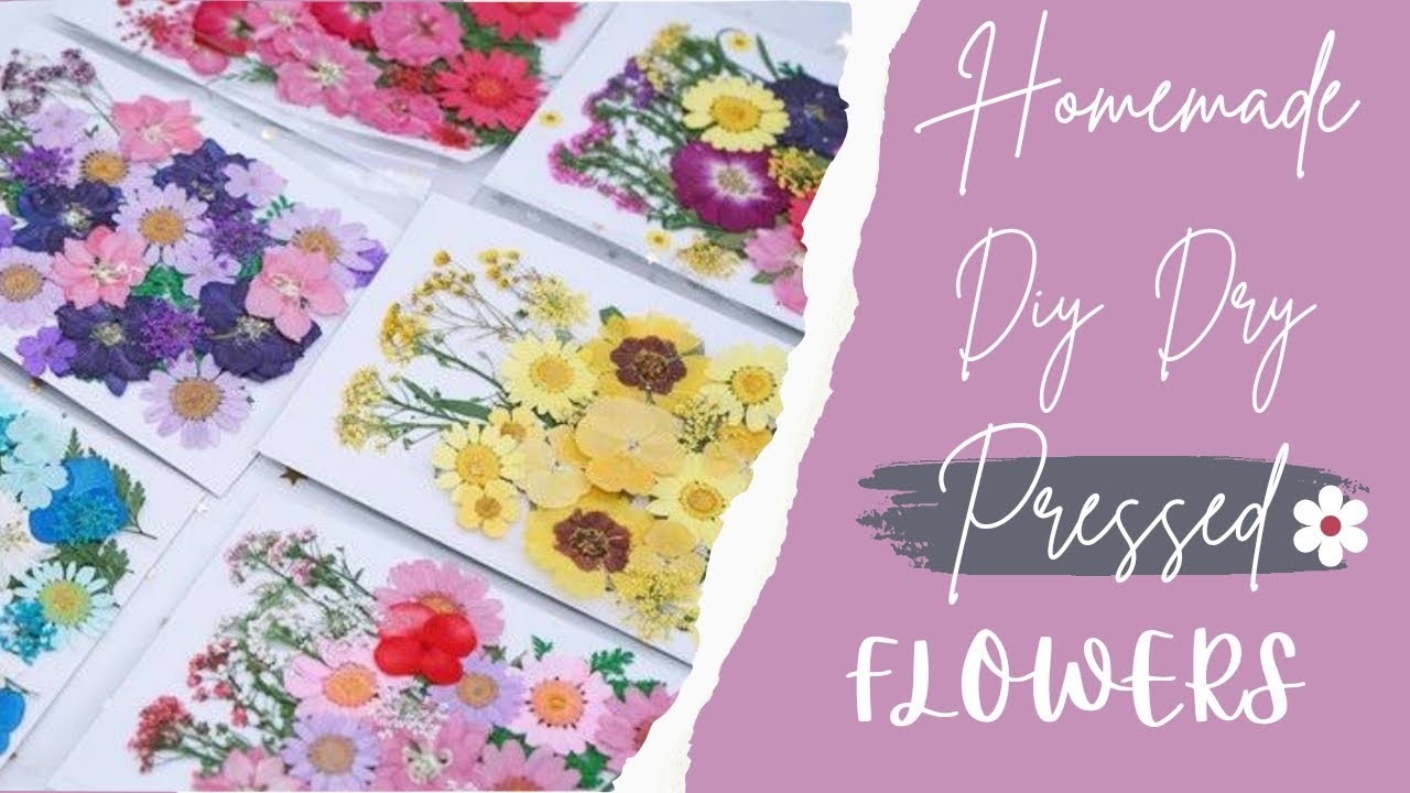 Homemade DIY Pressed Flower | How to make dry pressed flower | Diy Pressed flowers at home ????