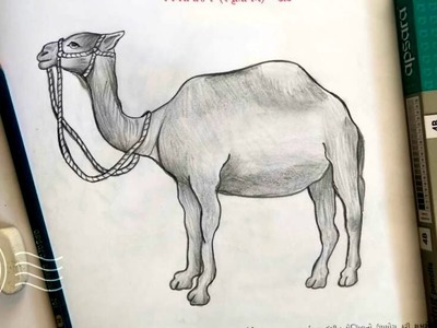 How to Draw a Camel | Camel Sketch Very Easy| Animal Drawing For New Beginners | Drawing by Vedanshi