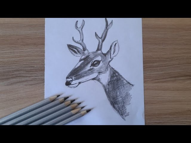 How To Draw Deer Step by Step for Beginners