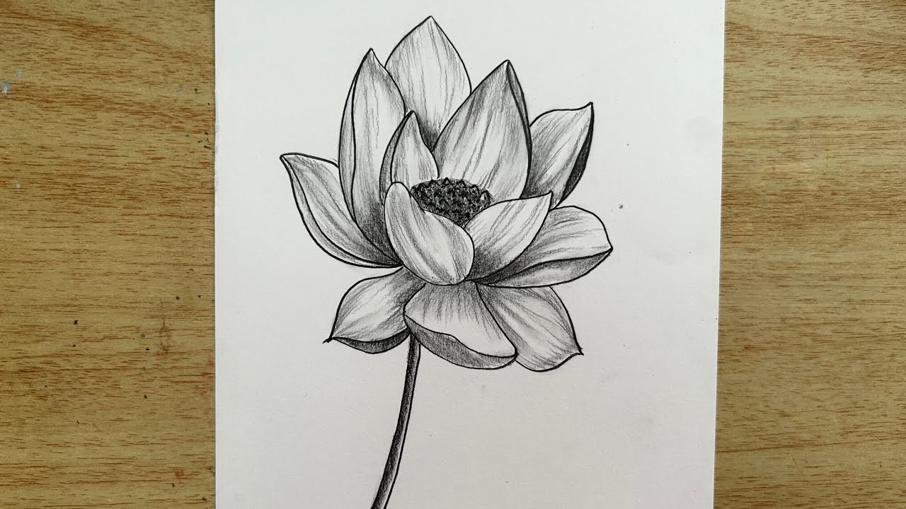 Easy Way to draw Flower. Lotus Pencil Sketch - Karthiyayini Art