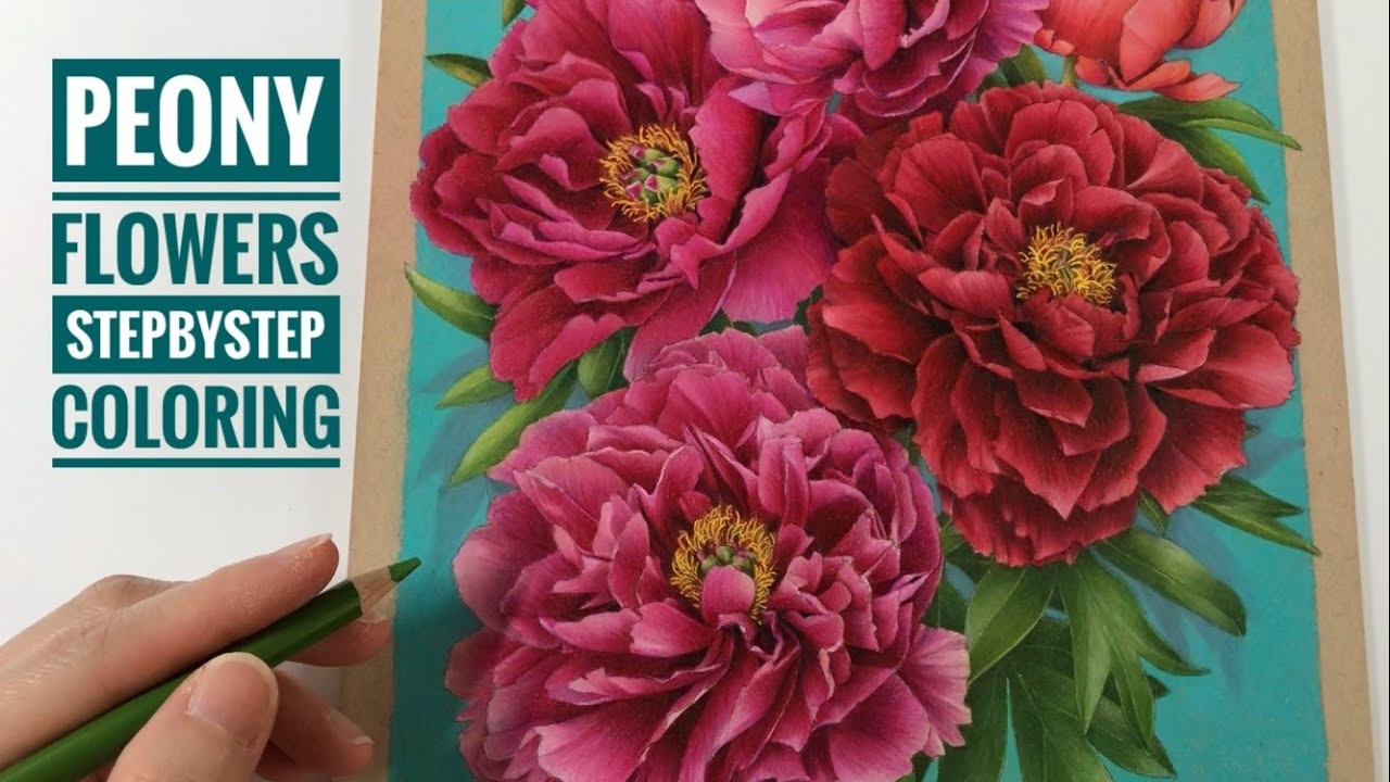 PEONY FLOWERS | Step by Step Coloring. Chris Cheng