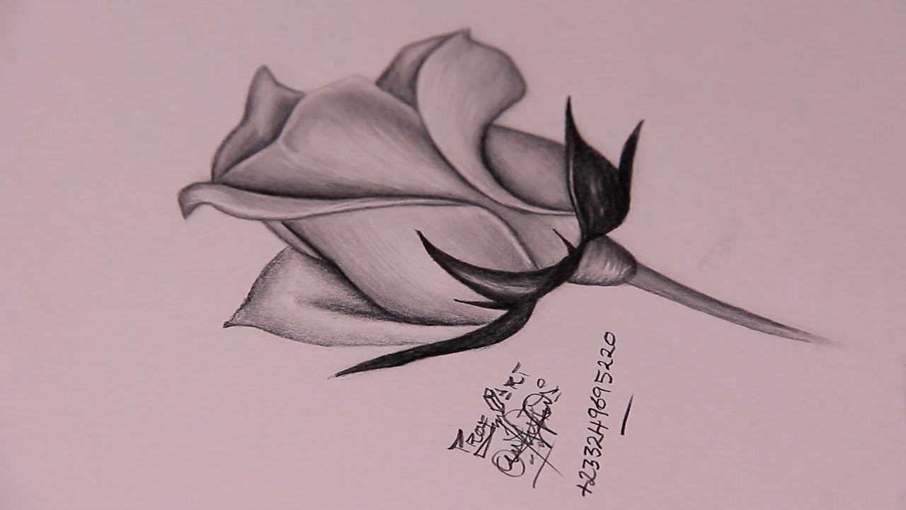 How To Draw Realistic Rose Flower Step By Step Tutorials For Beginner