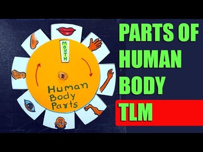 Human Body Parts names  with pictures TLM | Learn parts of body names | Parts of Body