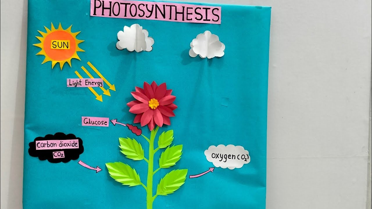 Photosynthesis model for Science Project.Photosynthesis model.Photosynthesis 3D Working model