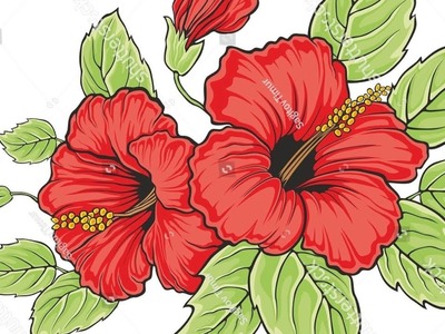 How to draw hibiscus flower step by step for beginners