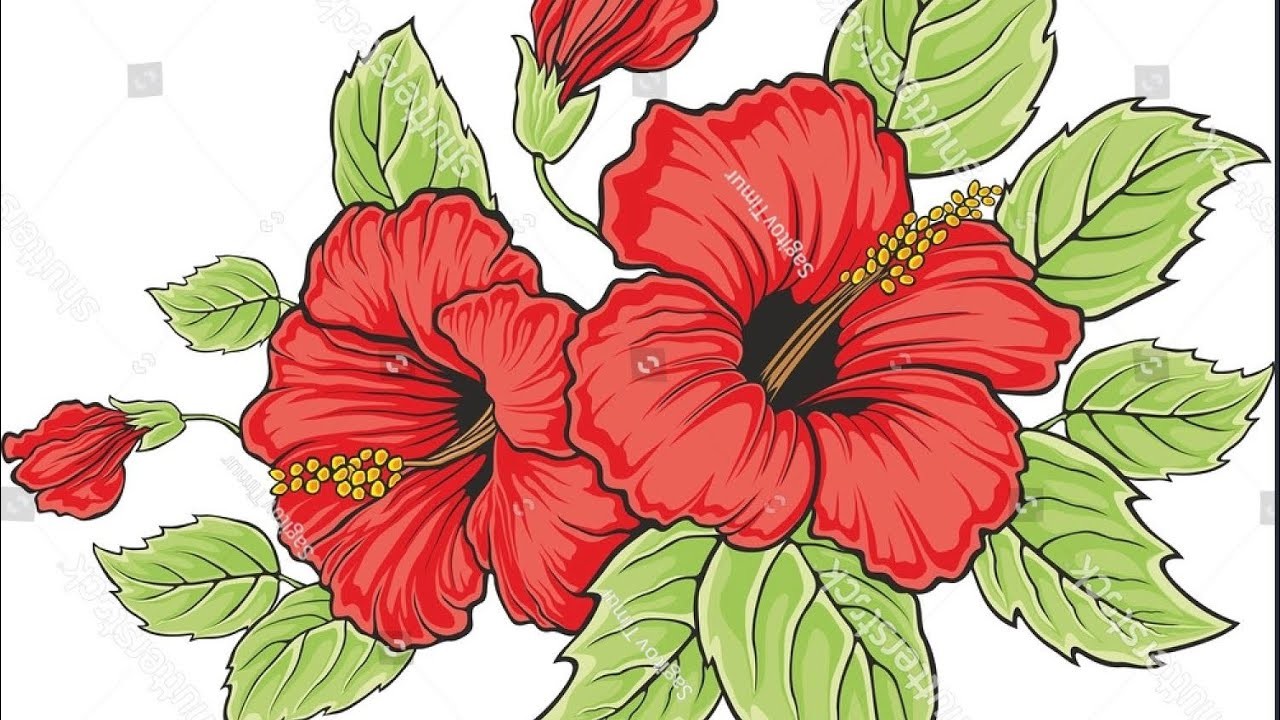 How to draw hibiscus flower step by step for beginners