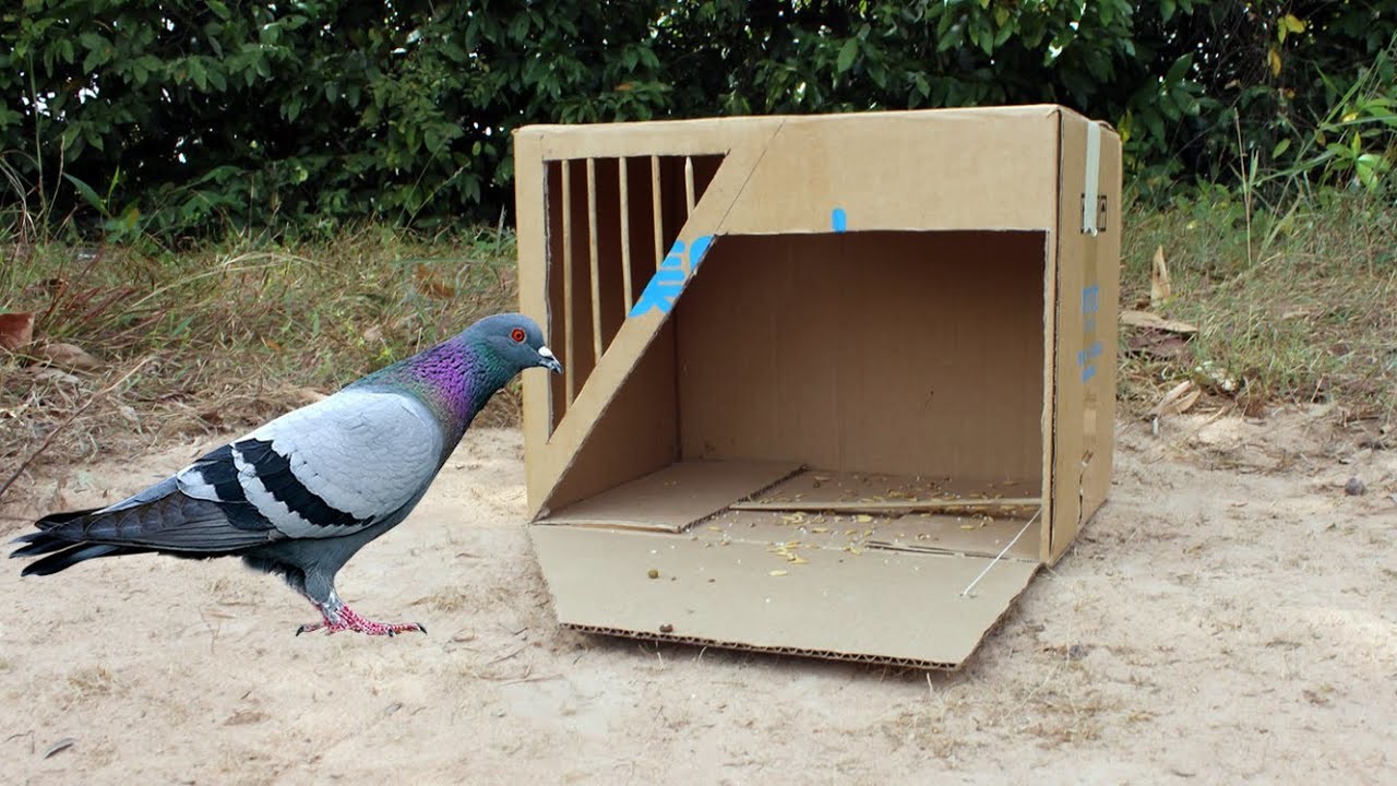 Creative Ideas Easy Bird Trap Make From Cardboard Box