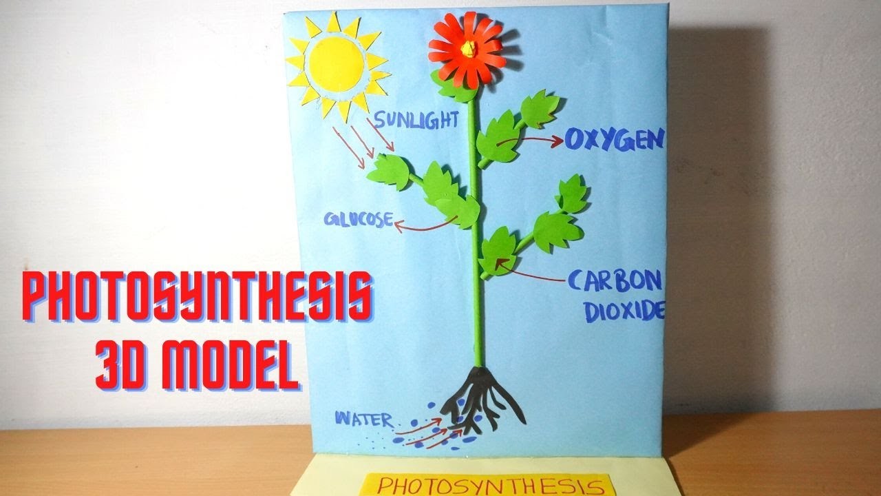 Photosynthesis Model In Plants | Science Project 3D Model For Students | science project The4Pillars