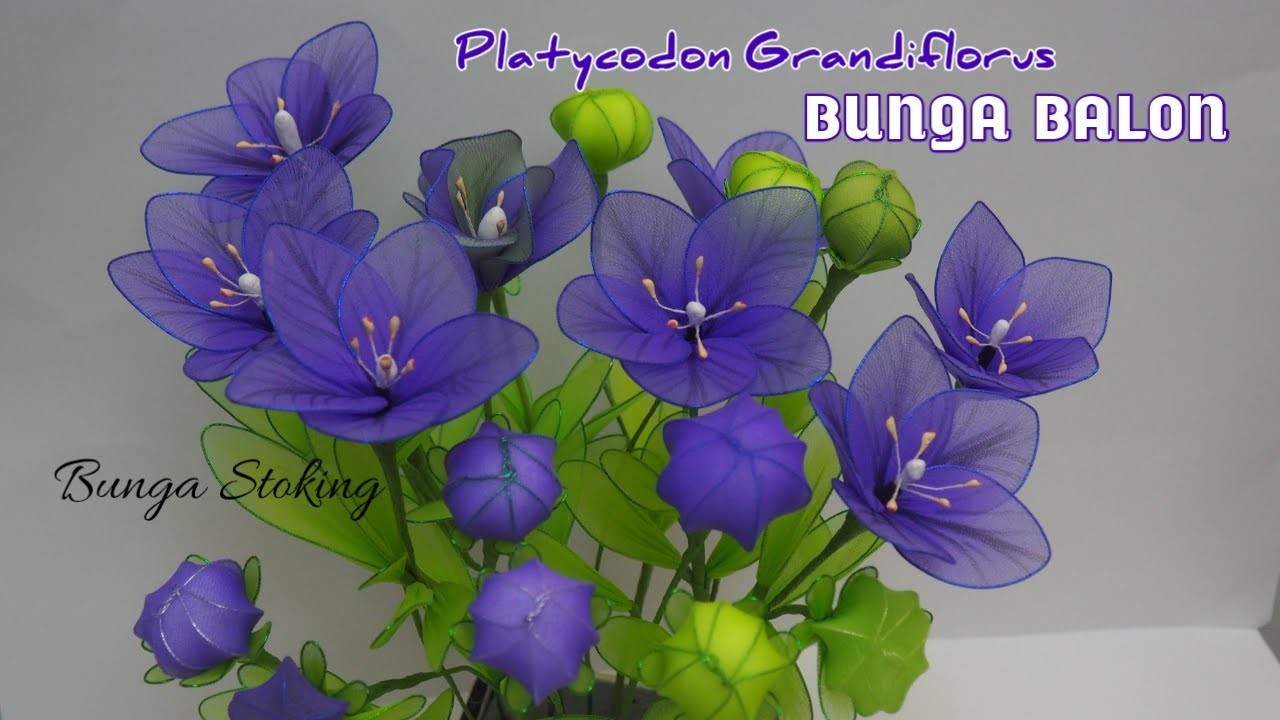 Bunga Balon || Nylon Flower ||Platycodon grandiflorus