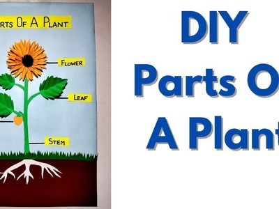 Parts Of A Plant | Parts Of A Plant School Project | DIY Parts Of A Plant Model