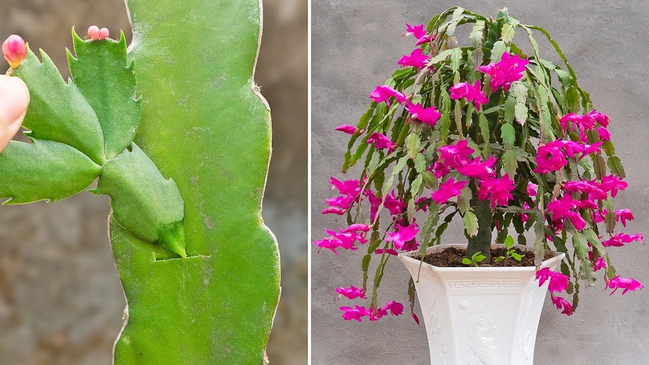Tips For Pair Christmas cactus flowers with brush cactus not everyone knows
