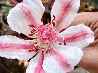 Gumpaste Clematis Flower Tutorial