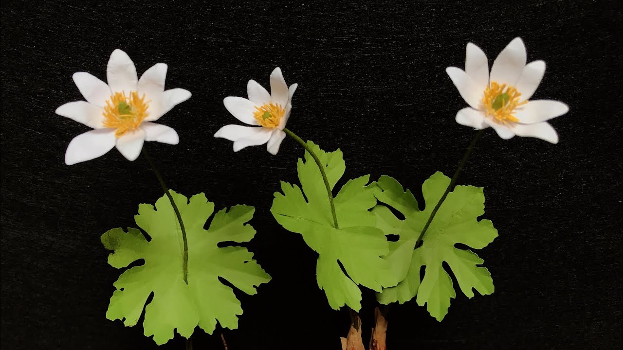 ABC TV | How To Make Bloodroot Paper Flower (Slowly) - Craft Tutorial