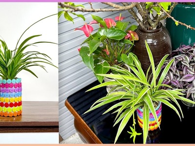 DIY aquatic plant pots from used plastic bottles, has a magical air purifying effect