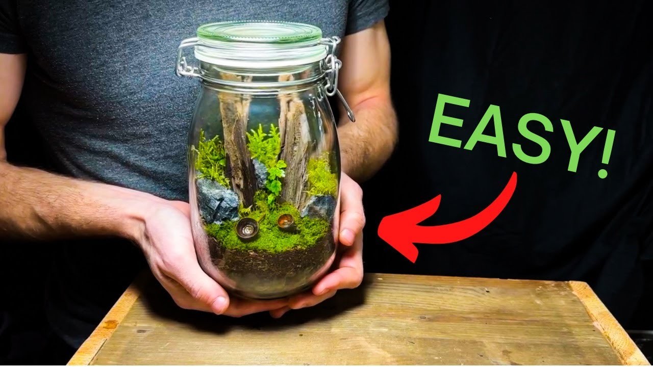 DIY Jar Terrarium: A Beginners Guide