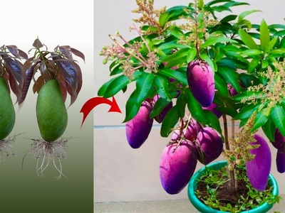 DIY New Grow Mango tree From Mango Fruit With Best Technique For Fast Rooting and Many Fruit
