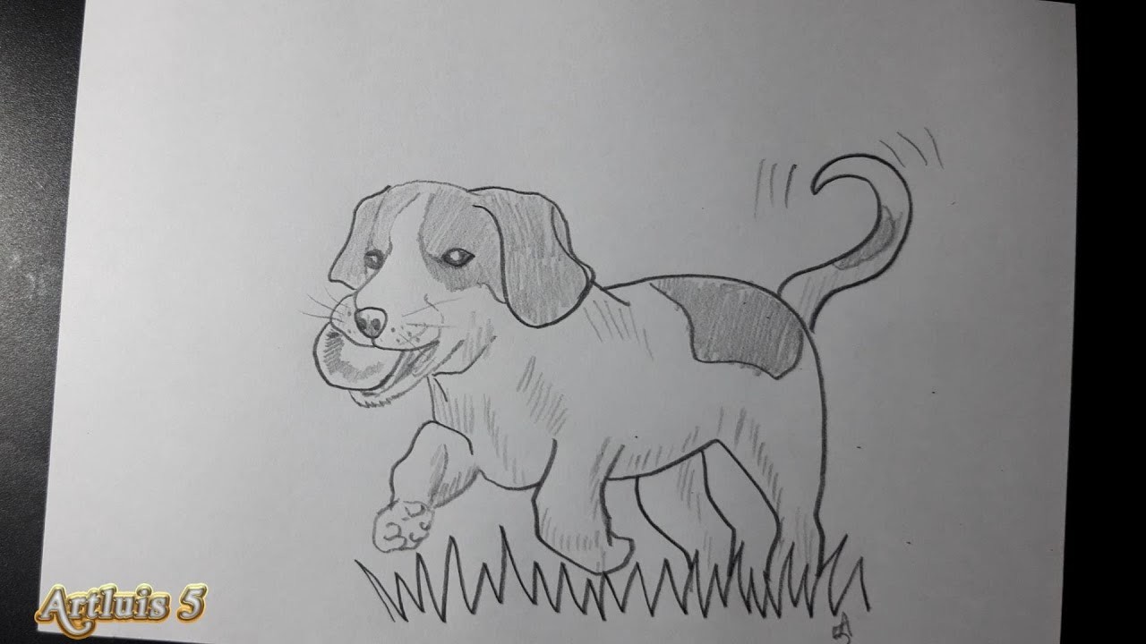 Como dibujar un perro | how to draw a dog