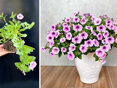 Creative flower Petunia planting ideas. Surprising result