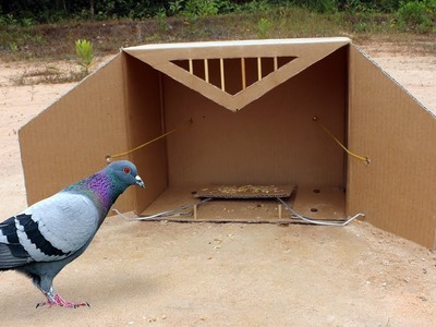 Easy DIY Bird Trap - Creative Pigeon Trap Using Cardboard Box