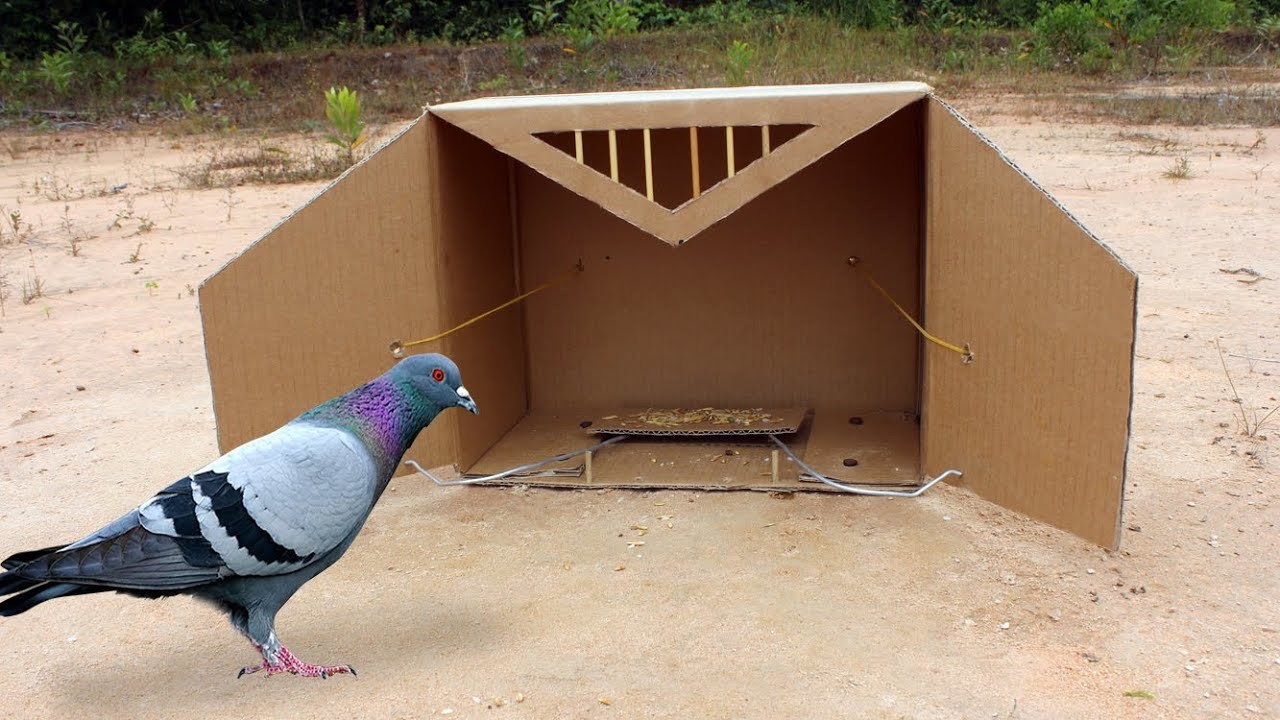 Easy DIY Bird Trap - Creative Pigeon Trap Using Cardboard Box