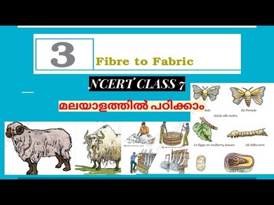 NCERT.CLASS 7 SCIENCE.CHAPTER 3-FIBRE TO FABRIC#classroom education. PSC.#upsc