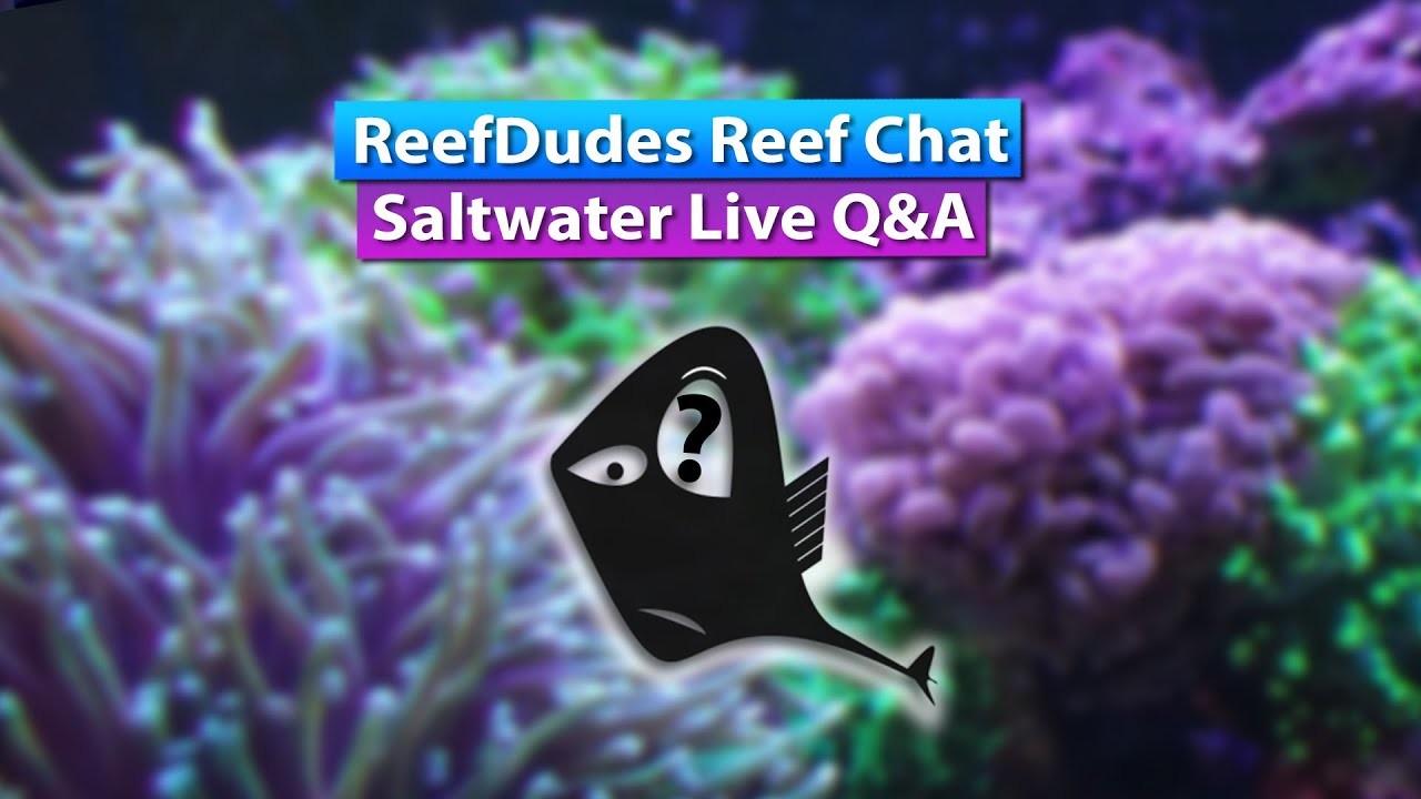 ReefDudes Saltwater Reef Chat - Live Q&A