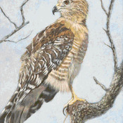 Bird of Prey Cross Stitch Pattern***L@@K***Buyers Can Download Your Pattern As Soon As They Complete The Purchase