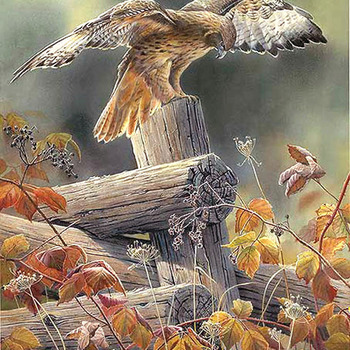 Red TaiLed Hawk Cross Stitch Pattern***L@@K***Buyers Can Download Your Pattern As Soon As They Complete The Purchase
