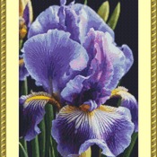 Iris Cross Stitch Pattern