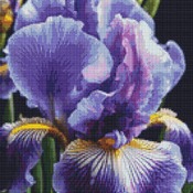 Iris Cross Stitch Pattern