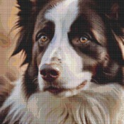 Border Collie Cross Stitch Pattern