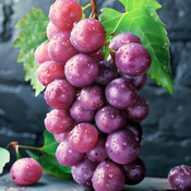 Grapes Cross Stitch Pattern