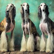 Greyhounds Cross Stitch Pattern