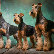 Terriers Cross Stitch Pattern