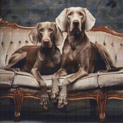 Weimaraner Dogs Cross Stitch Pattern