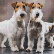 Wire Fox Terriers Cross Stitch Pattern